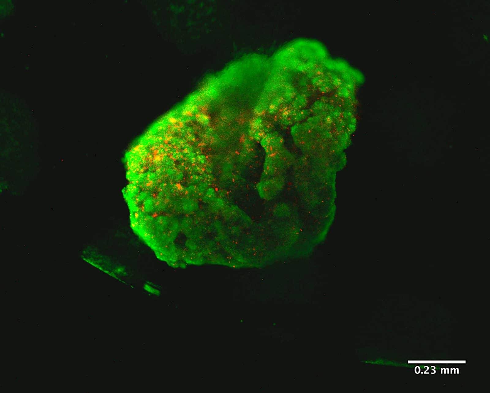 看看新闻:2024澳门正版平特一肖-基于康宁基质胶的3D生物打印机