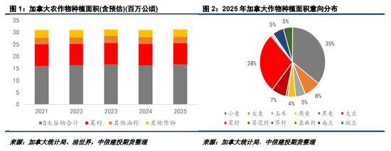 2025加菜籽种植面积仍有下调潜力  第3张